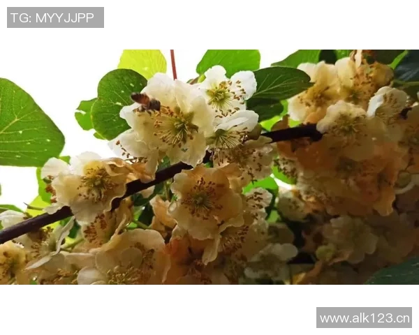 聚焦英雄联盟EDG战队意识提升与团队协作的深度探讨